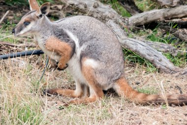 Sarı ayaklı kaya valabisi gri, bronz ve uzun kuyruklu beyazdır.