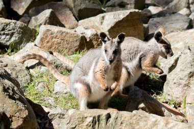 Sarı ayaklı iki kanguru ot yiyor.