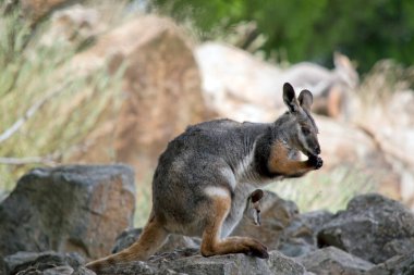 Sarı ayaklı kaya valabisi bir kayanın üzerinde duruyor ve havuç yiyor.