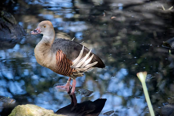 Side View Plumed Whistling Duck Feathers Many Shades Brown — стоковое фото