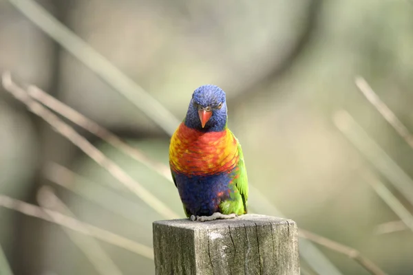 Das Regenbogenlorikeet Ist Ein Farbenfroher Vogel Hat Einen Blauen Kopf — Stockfoto
