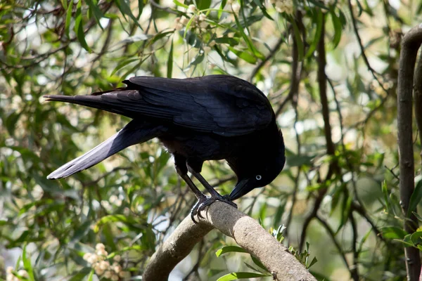 Corbeau Australien Est Tout Noir Avec Oeil Blanc — Photo