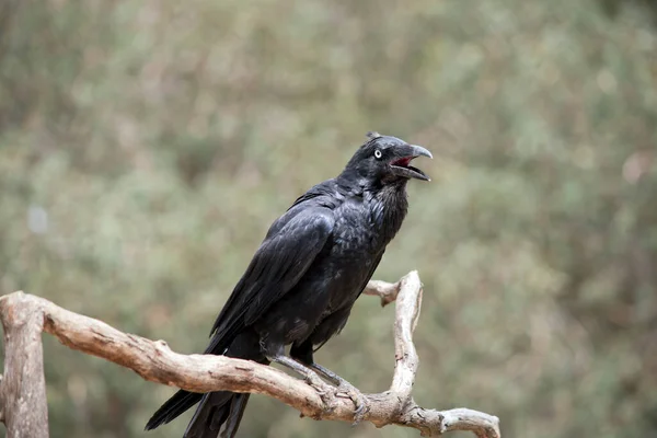 Consistent Distinction Crows Ravens Appellations Have Been Assigned Different Species — ストック写真