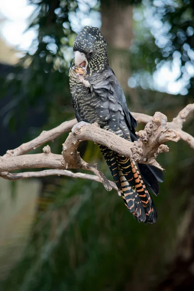 Red Tailed Black Cockatoo Perched Tree Eating Nut — Stock Photo, Image