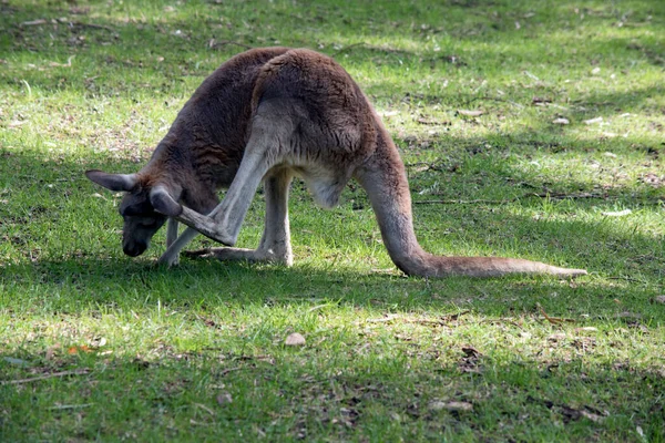 Kırmızı Kanguru Yanağını Kaşıyor — Stok fotoğraf