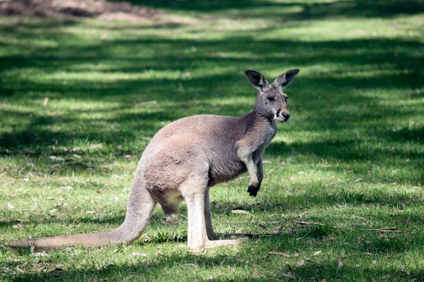 Male Red Kangaroo Just Becoming Red — стоковое фото