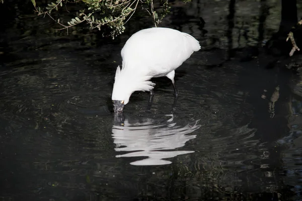 王室のスプーンビルは水の中で食べる食べ物を探しています — ストック写真
