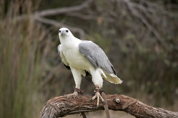 White Bellied Sea Eagle Also Known White Breasted Sea Eagle — Stockfoto