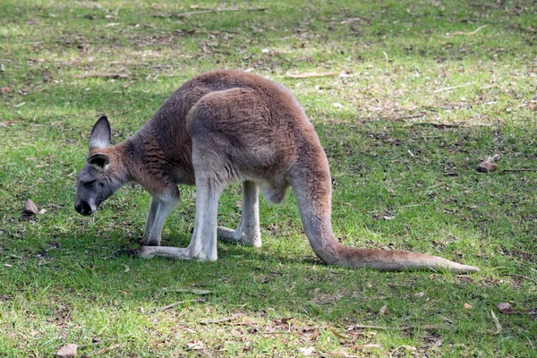 Dit Een Zijaanzicht Van Een Rode Kangoeroe — Stockfoto