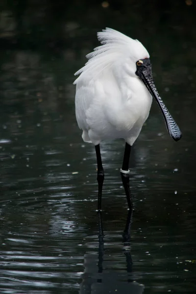 Koninklijke Lepelaar Een Grote Witte Watervogel Met Een Zwarte Snavel — Stockfoto
