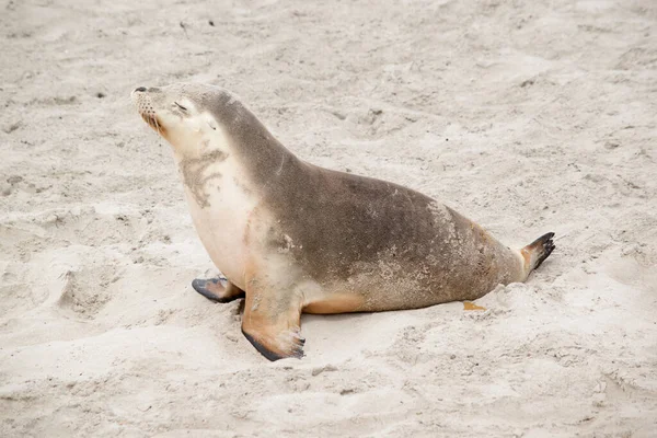 Sea Lion Cover Its Body Sand Keep Warm — Foto de Stock