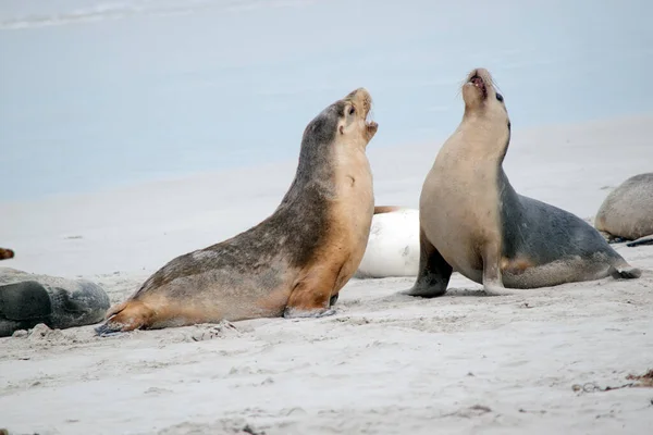 the two sea lions pups are fighting on the beach