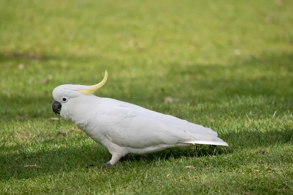 Dies Ist Eine Seitenansicht Eines Schwefelhaubenkakadus Auf Nahrungssuche — Stockfoto