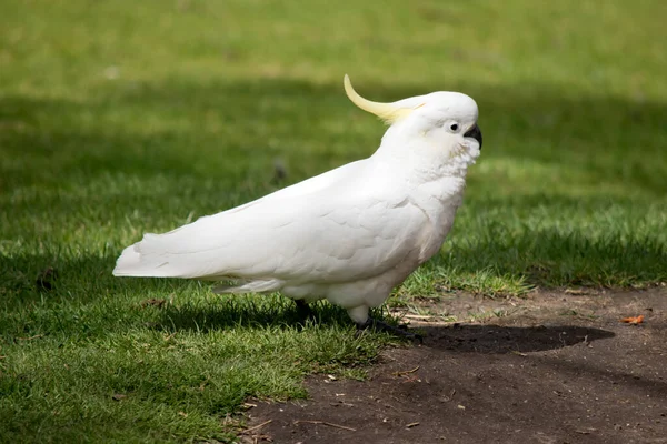 这是一只带硫磺的鹦鹉正在寻找食物的侧视图 — 图库照片