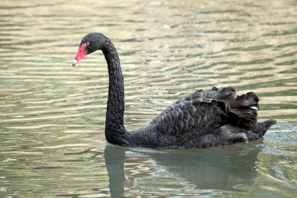 Side View Black Swan Swimming Lake — Stock Photo, Image