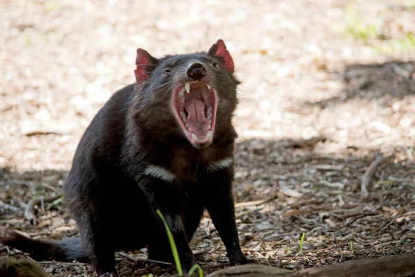 Diablo Tasmania Marsupial Negro — Foto de Stock