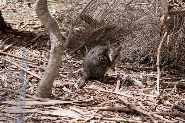 Tammar Kanguru Için Yiyecek Arıyor — Stok fotoğraf