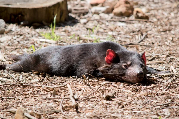 Tasmanian Devil Black Marsupial — Stock Photo, Image