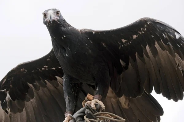 楔形尾鹰是棕色的 老鸟的羽毛越暗 — 图库照片