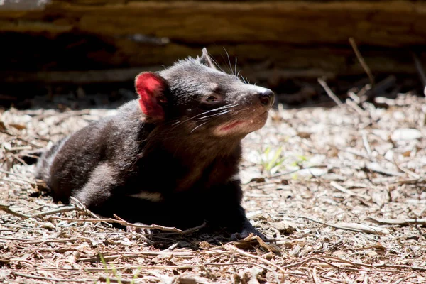 Tasmanian Devil Black Marsupial — Stock Photo, Image