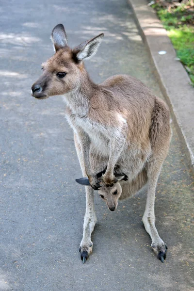Western Grey Kangaroo Has Joey Her Pouch — Stock Photo, Image