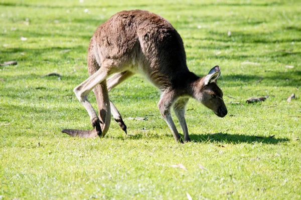 Side View Western Grey Kangaroo Walking Grass — Stock Photo, Image