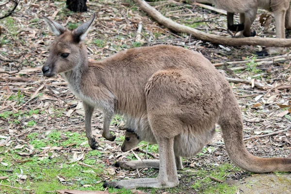 Kesesinde Joey Olan Batı Gri Bir Kangurunun Yan Görüntüsü — Stok fotoğraf