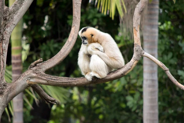 Gibbon Joues Blanc Femelle Est Une Couleur Dorée Avec Des — Photo