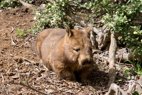 Wombat Peloso Del Naso Sta Camminando Sulla Collina — Foto Stock