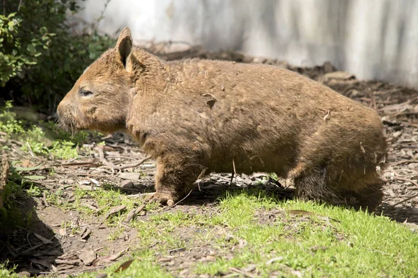Detta Sidovy Hårig Nosed Wombat Klättra Kulle — Stockfoto