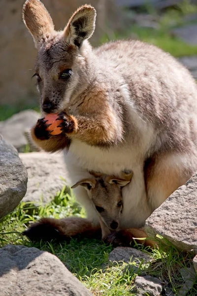Yellow Footed Rock Wallaby Has Joey Her Pouch — Stock Photo, Image