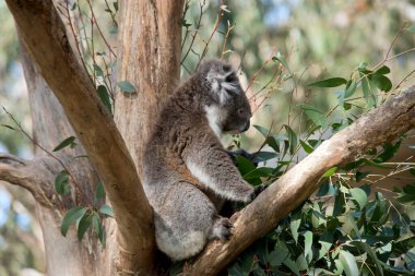 this is a side view of a koala in the fork of a tree