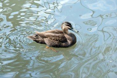 Pasifik siyah ördeğinin kahverengi ve kremalı vücudu vardır. Sarı gözlü ve siyah gagalı.