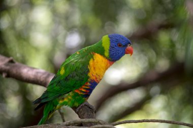 Bu bir daldaki gökkuşağı lori yan görüntüsü.