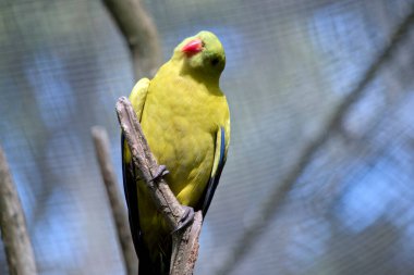 Vekil papağan bir dala tünemiş.
