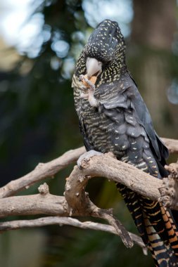 Dişi kırmızı kuyruklu siyah papağan ağaçta fındık yiyor.