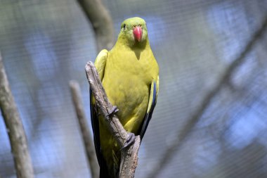 Vekil papağan bir dala tünemiş.