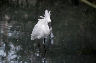 Kraliyet kaşığı, büyük bir kaşığı andıran siyah gagalı büyük beyaz bir su kuşudur.