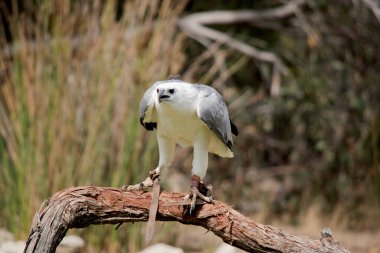 Deniz kartalı bir ağaç dalına tünemiş.
