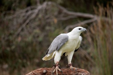 Beyaz karınlı deniz kartalı aynı zamanda beyaz göğüslü deniz kartalı olarak da bilinir. Deniz kartalının beyaz bir vücudu ve gri kanatları vardır.