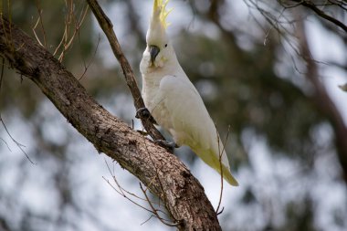 Sülfür armalı kakadu armasını gösteriyor.