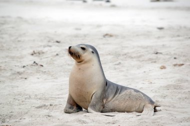 Deniz aslanı yavrusu balıktan dönmek için annesini arıyor.
