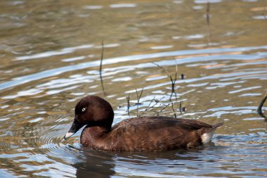 Bu beyaz gözlü bir ördeğin yüzüşünün yan görüntüsü.