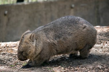 Wombat, yeraltına yuva yapan kahverengi ve gri bir keseli hayvandır.