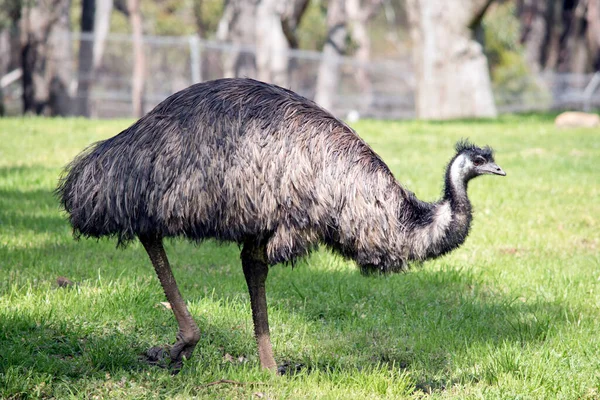 the emu covered in primitive feathers that are dusky brown to grey-brown with black tips. The Emu\'s neck is bluish black and mostly free of feathers. Their eyes are yellowish brown to black and their beak is brown to black.