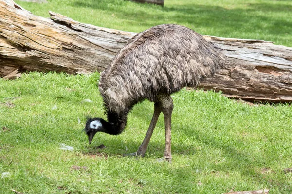 Australian Emu Eating Grass Field — Stock Photo, Image