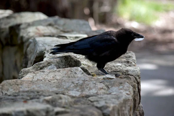 the raven is an all black bird with a feather in its mouth