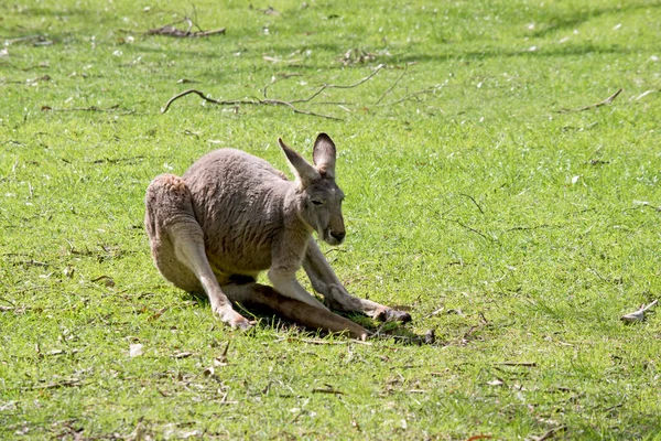 the red kangaroo is the largest marsupial kangaroo