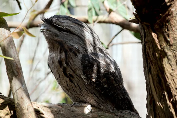 Taze kurbağa ağızlı kamuflaj ağaçla kaynaştığı için onu bulmak zor oluyor.