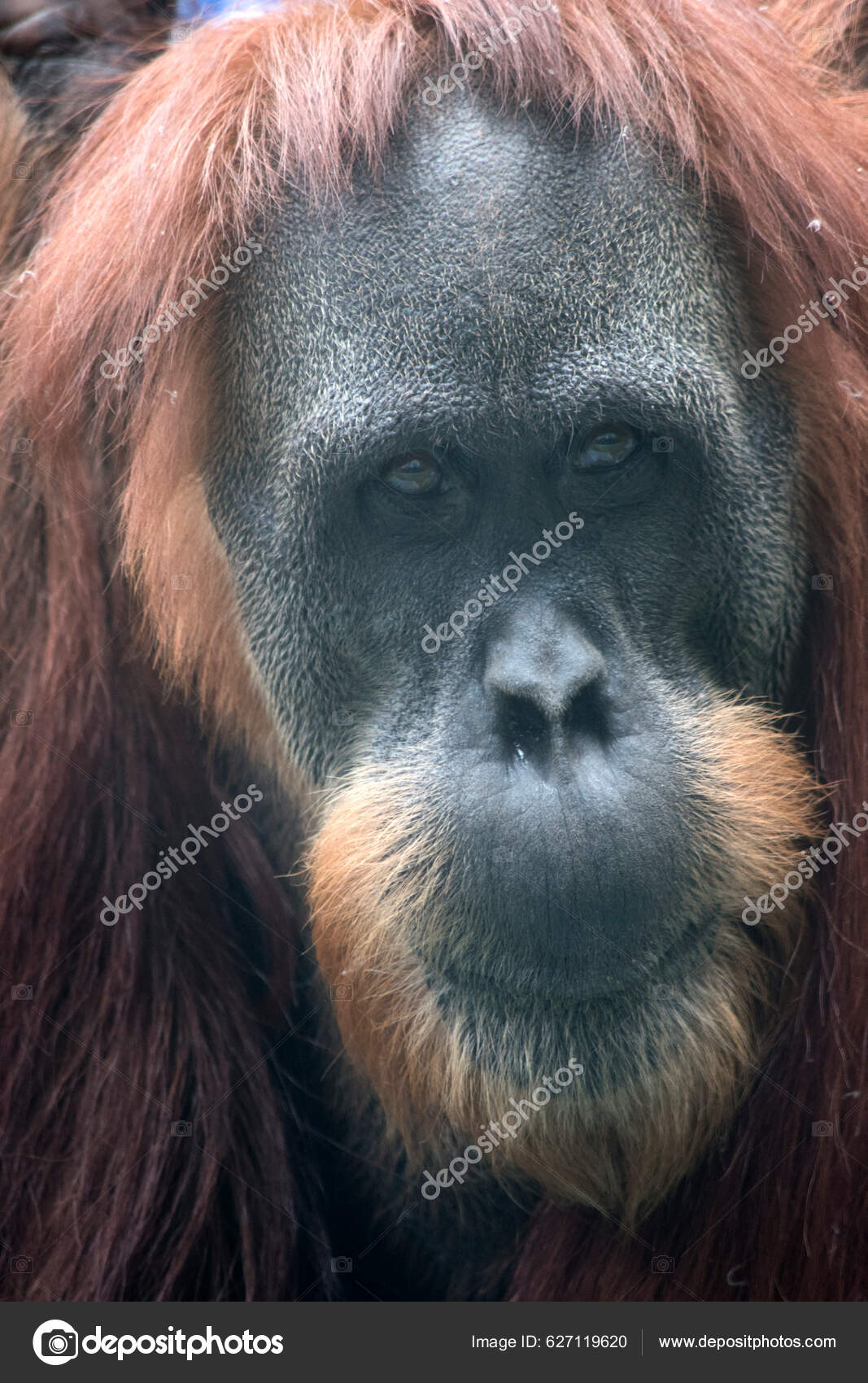 Pelo Largo Monos Piel Roja Orangután Tiene Pelo Largo Rojo Con Una